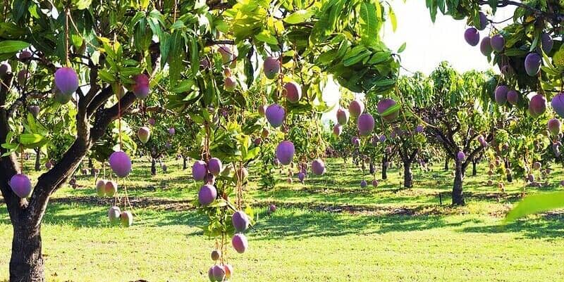 mango farm in Mareeba