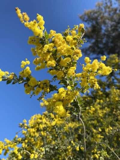 golden wattle