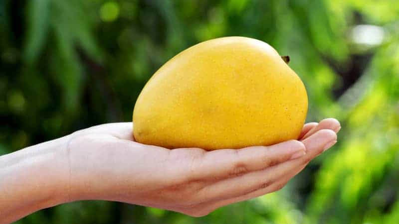 hand holding a mango fruit