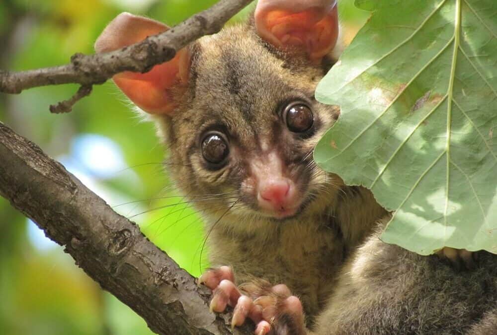 How To Deter Possums From Your Garden