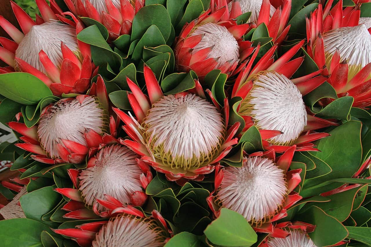 Protea Plant