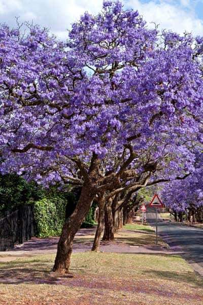 jacaranda tree