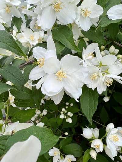 mock orange