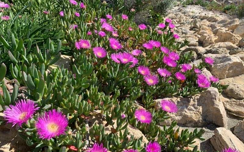 Beautiful Native Pig Face plant with bright pink flowers growing on rocky surface