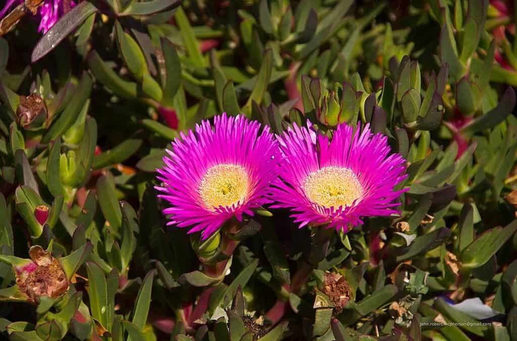 Pigturesque Flora: Pig Face Plant Care