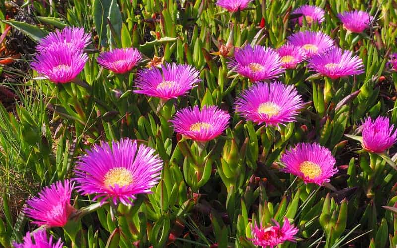 Pig face plant with blooming pink flowers and chunky blue green leaves