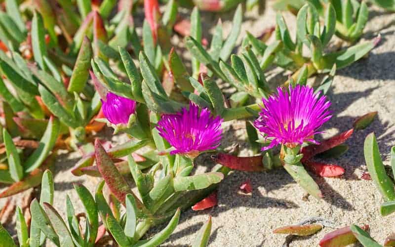 Bright pink Pig Face flowers surrounded by leaves growing in sand