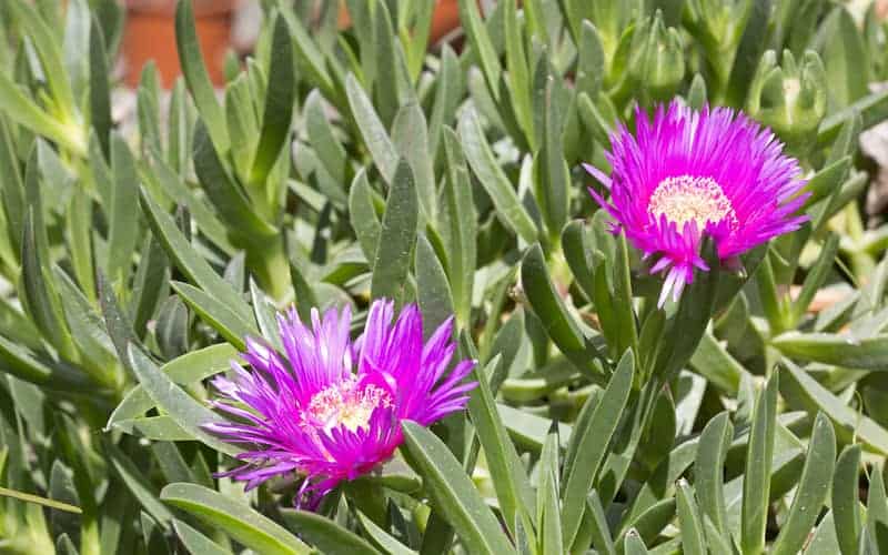 close up of pig face plant flowers and leaves