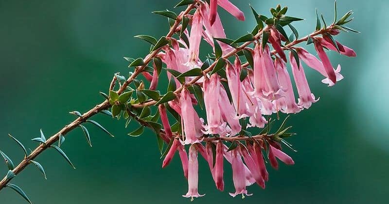 pink common heath native flowers