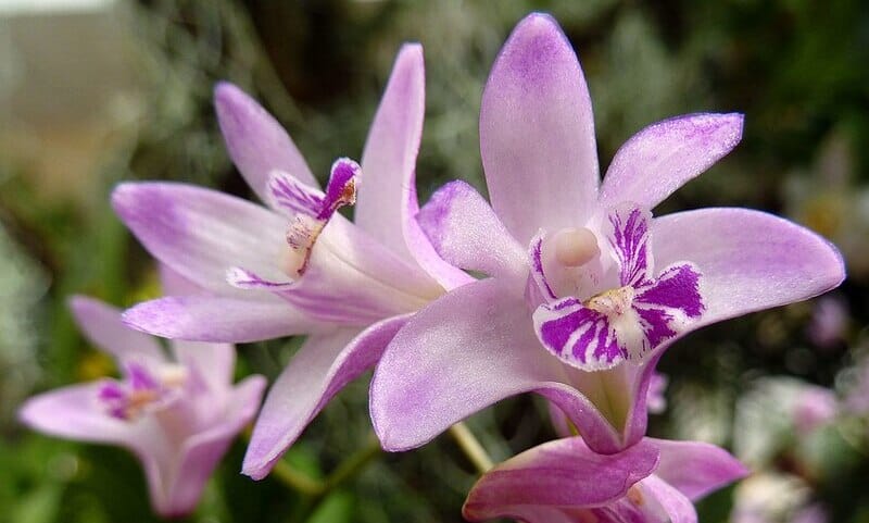 pink rock lily