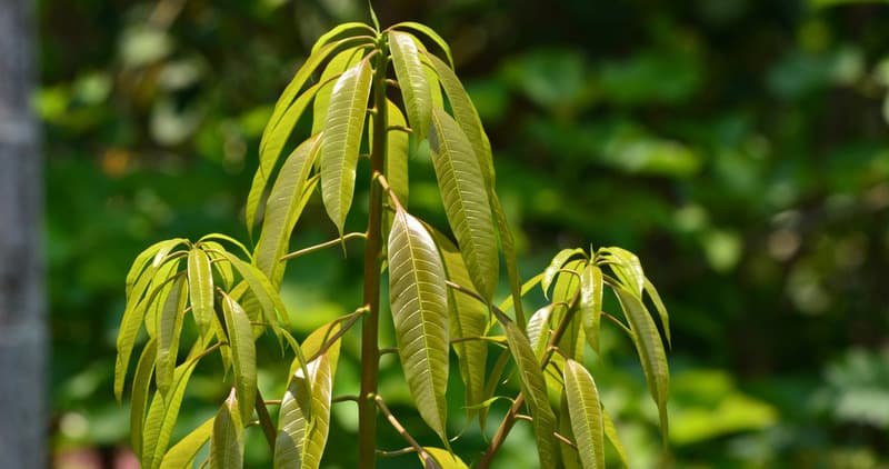 young mango plant