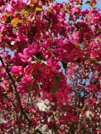 red crabapple tree