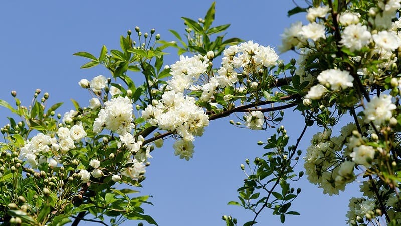 banksia rose