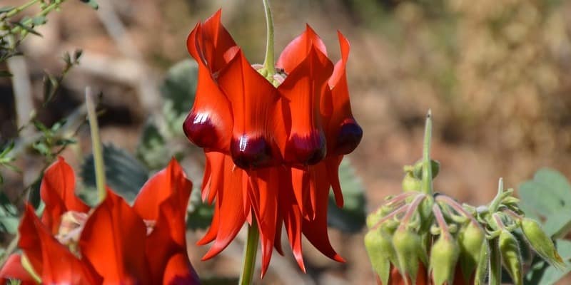 sturts desert pea red flowers