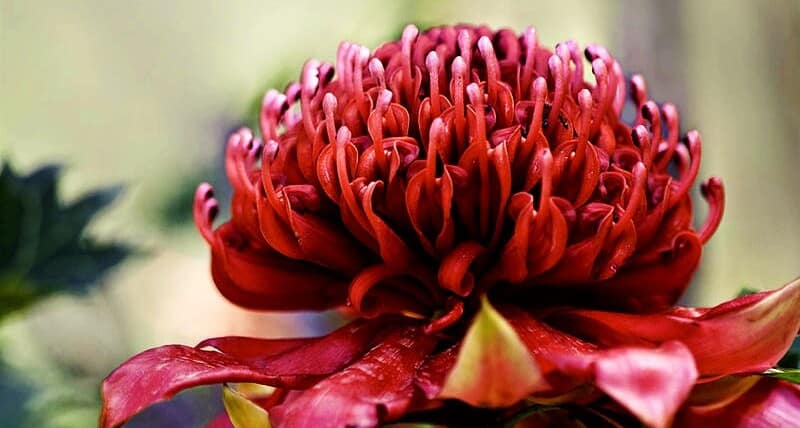 waratah flower