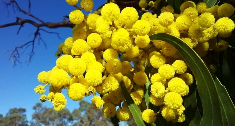 yellow wattle flowers