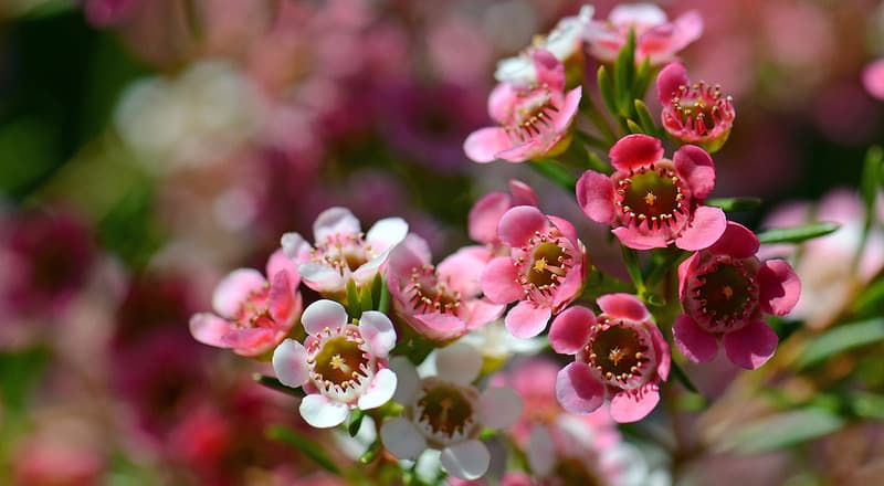 wax flowers