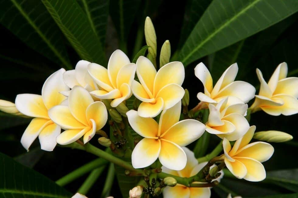 Frangipani Tree Care How To Grow Frangipani Trees