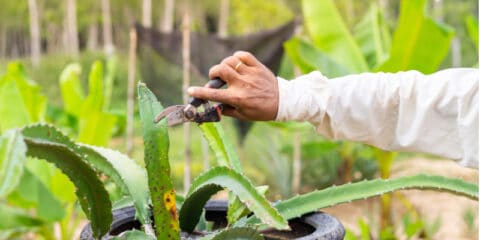 How To Grow Dragon Fruit: A Dragon Fruit Plant Guide | Lawn.com.au