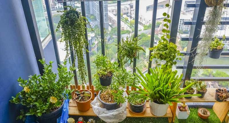 natural plants in the hanging pots at balcony garden