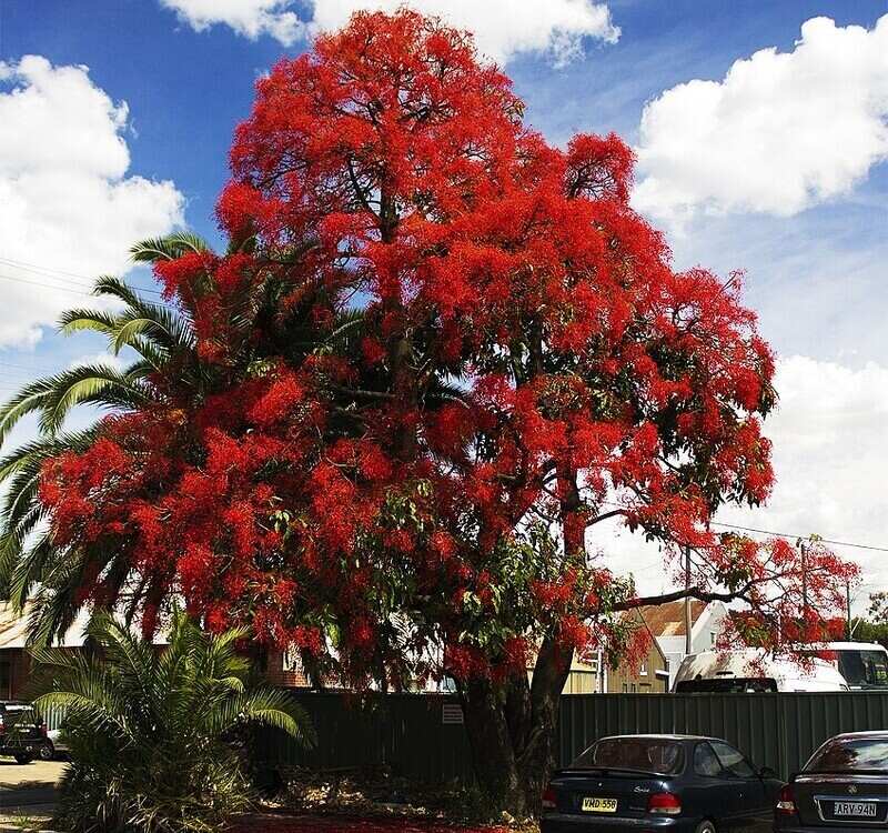 how-to-grow-an-illawarra-flame-tree-lawn-au