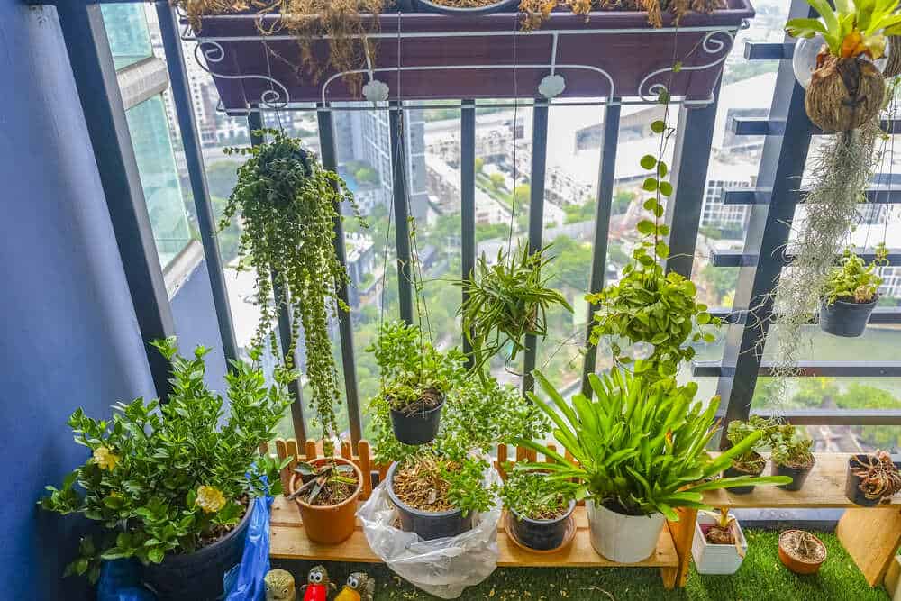 Compact Cultivation: How To Start Balcony Gardening