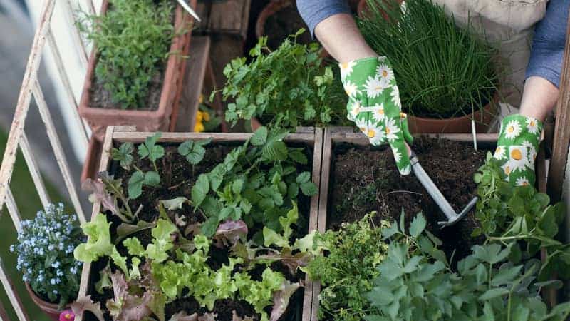 Woman planting vegetables and herbs in high bed on balcony