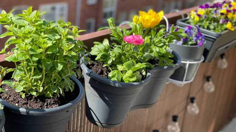 Beautiful blooming balcony flowers and herbs in decorative flower pots hanging on a balcony fence