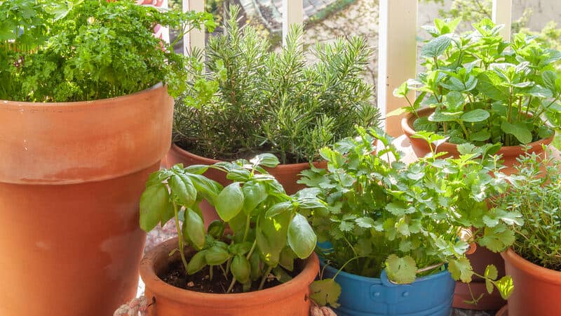 Fresh herbs in pots on a tiny balcony. Parsley, basil, rosemary, thyme, Moroccan mint, and coriander (cilantro