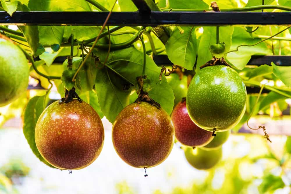 How To Grow Passion Fruit In Your Backyard Lawn au
