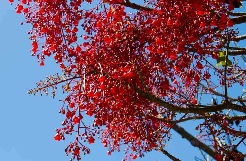 The Australian Brachychiton acerifolius, commonly known as the Illawarra Flame Tree, flowering in summer on a bare leafless tree is a glorious sight with its bright red bell shaped blooms.