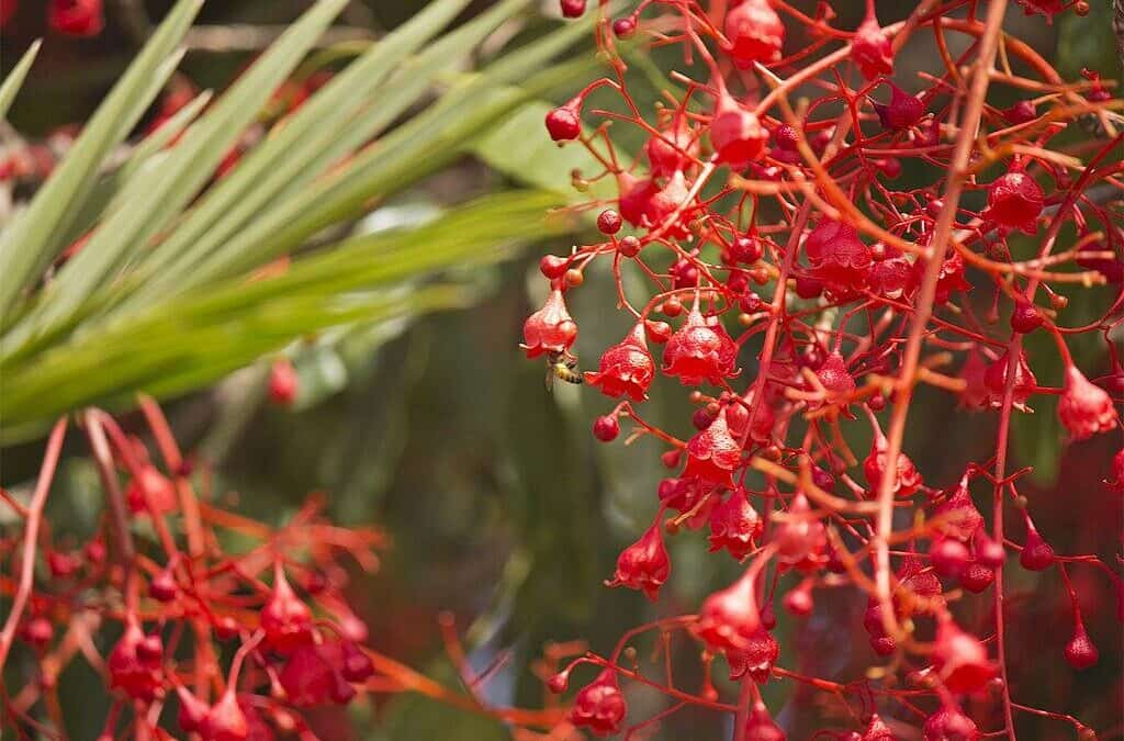 Fire It Up: The Illawarra Flame Tree