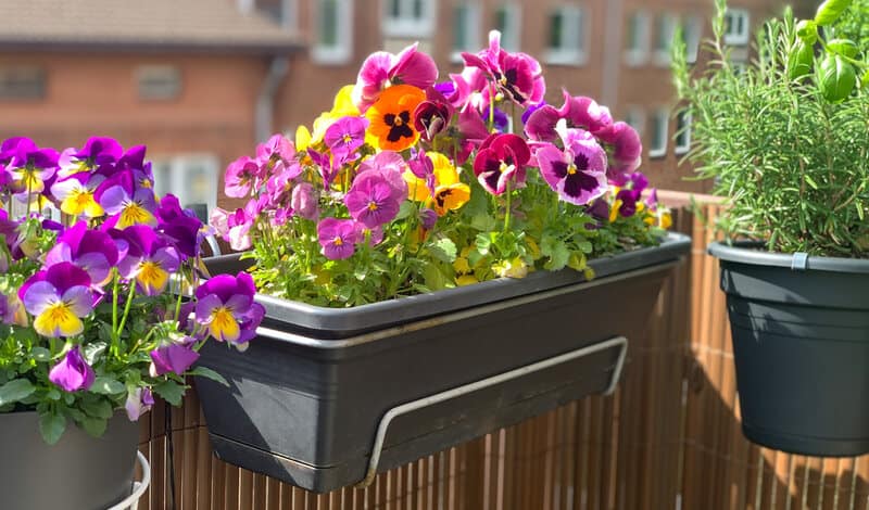 Beautiful bright heartsease pansies flowers in vibrant purple, violet, and yellow color in a long flower pot hanging on the balcony fence