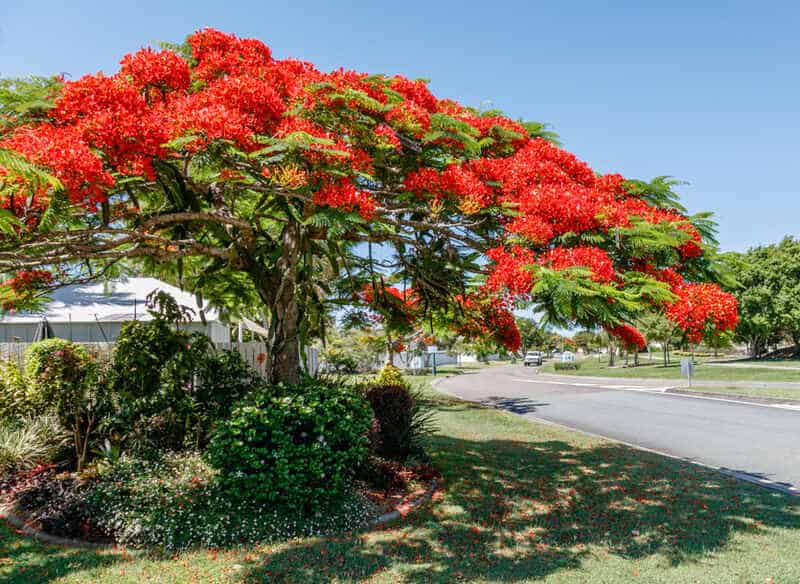 royal poinsettia tree