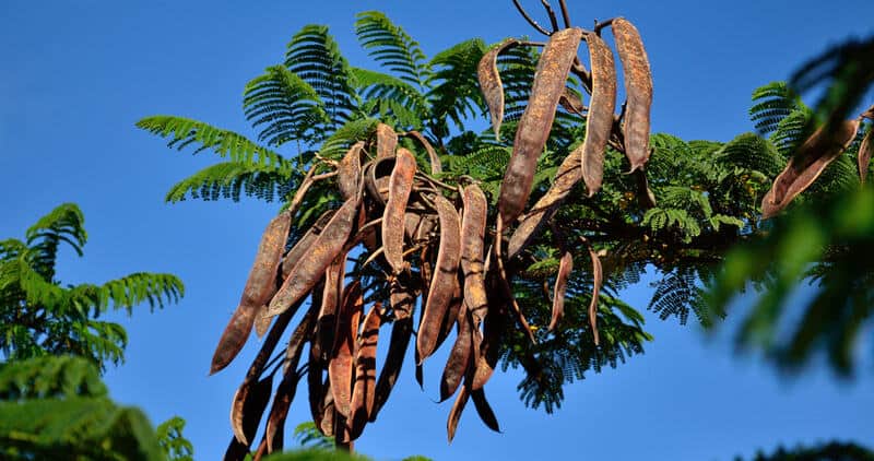 branch with pods of poinciana tree