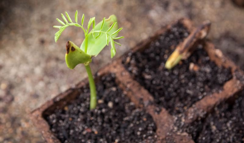 Royal Poinciana Tree Delonix regia Seedling Growing in a Turf Seed Tray