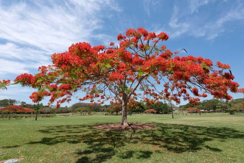  Lawn.com.au Bildidee 