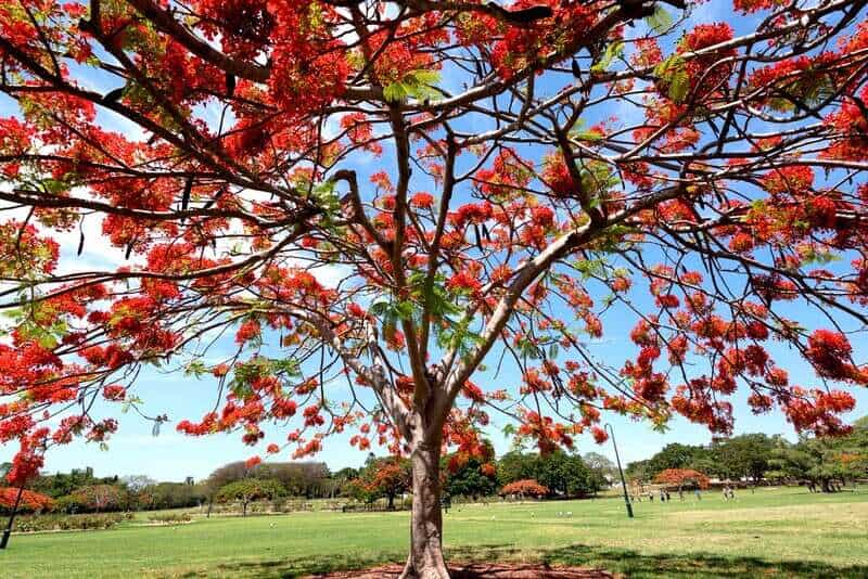 Royal poinciana tree in a park in Brisbane, Australia