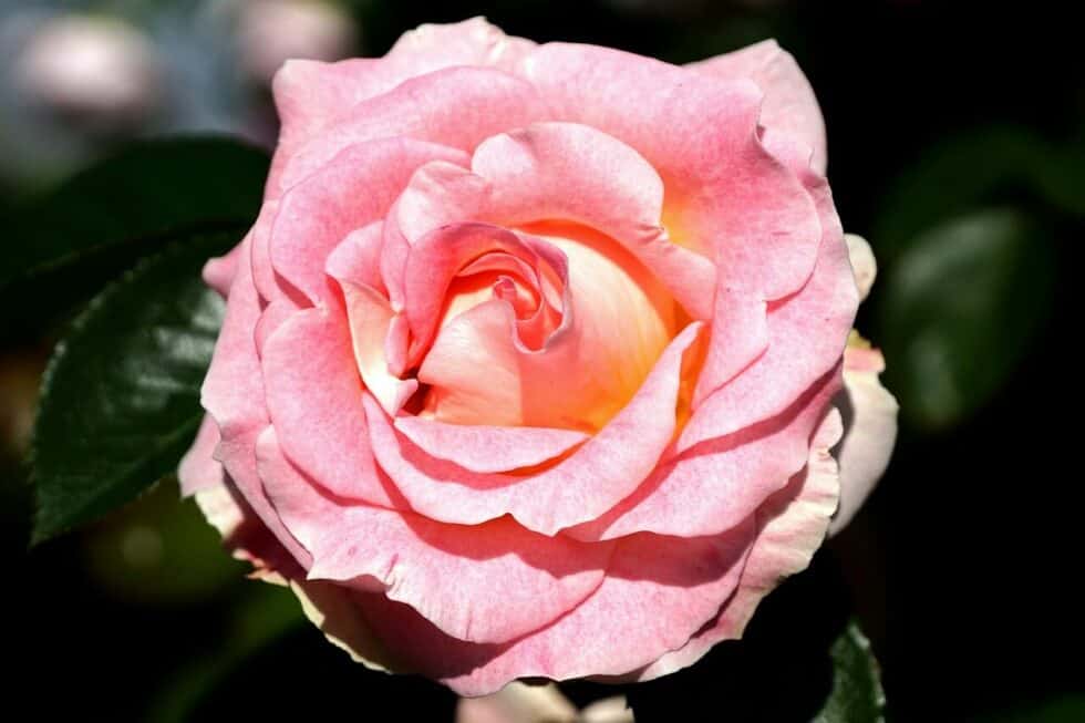 Varieties Of Floribunda Roses For Your Garden