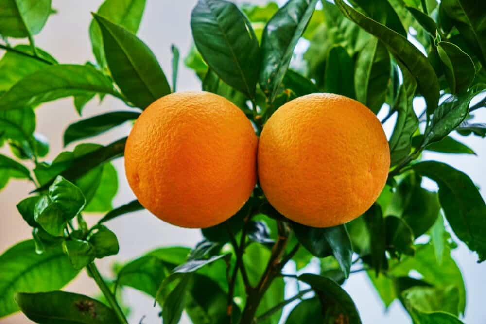 Orange Tree Guide: How To Grow And Care For Orange Trees