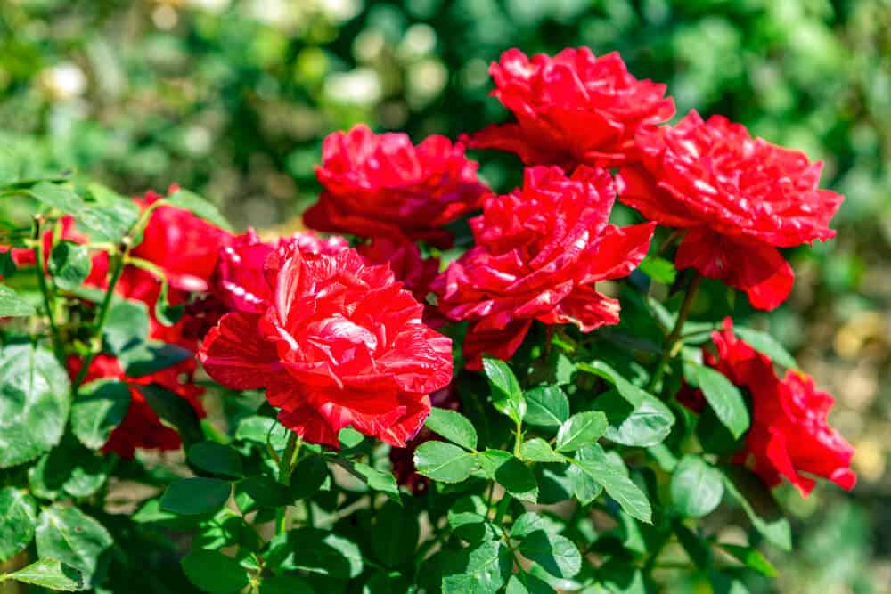 Tips For Growing Roses