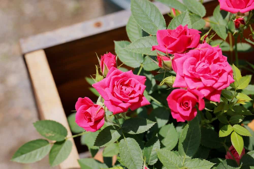 Tips For Planting Roses