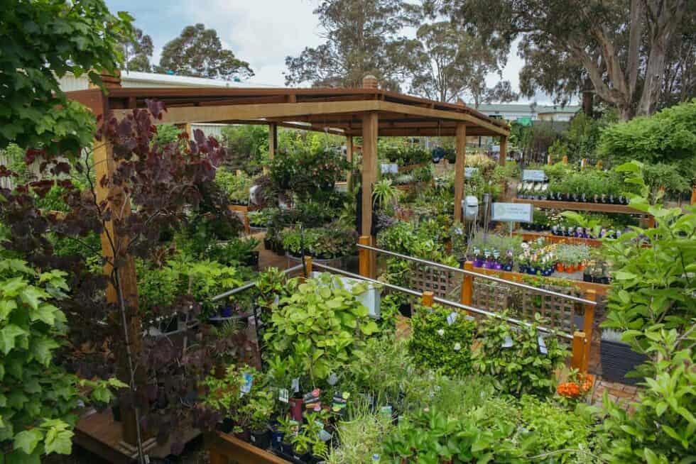 The Best Places To Buy Plants In Adelaide