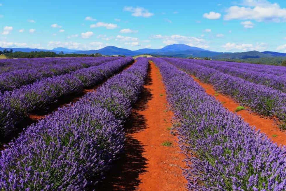 When Does Lavender Flower In Australia?