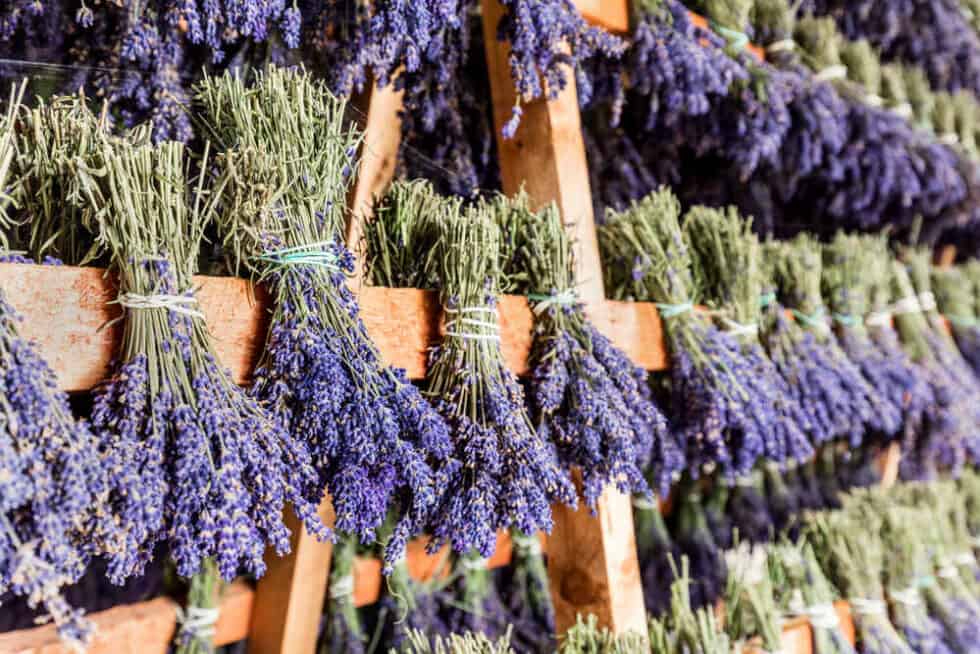 How To Dry Lavender Multiple Ways