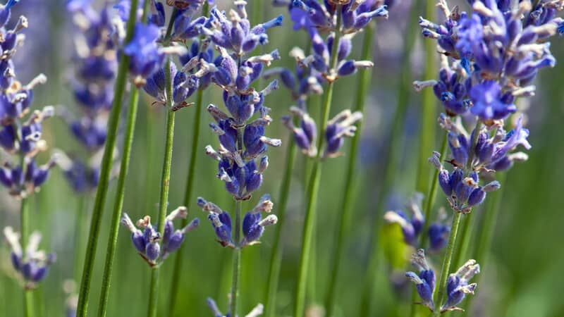 4 Types of Lavender Plants 