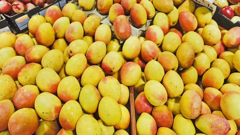 Boxes of fresh sweet juicy mangoes on a counter of local farm market 