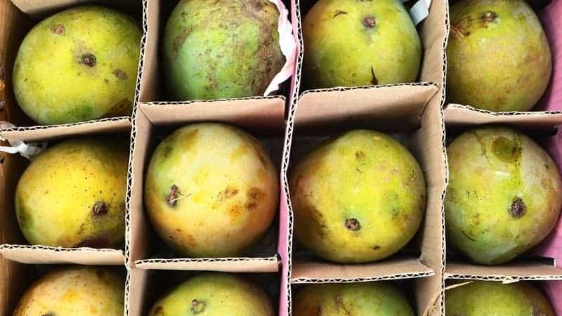 Mango fruits placed on box with cardboard partitions