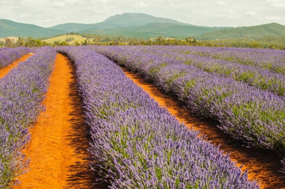 When Does Lavender Flower In Australia?