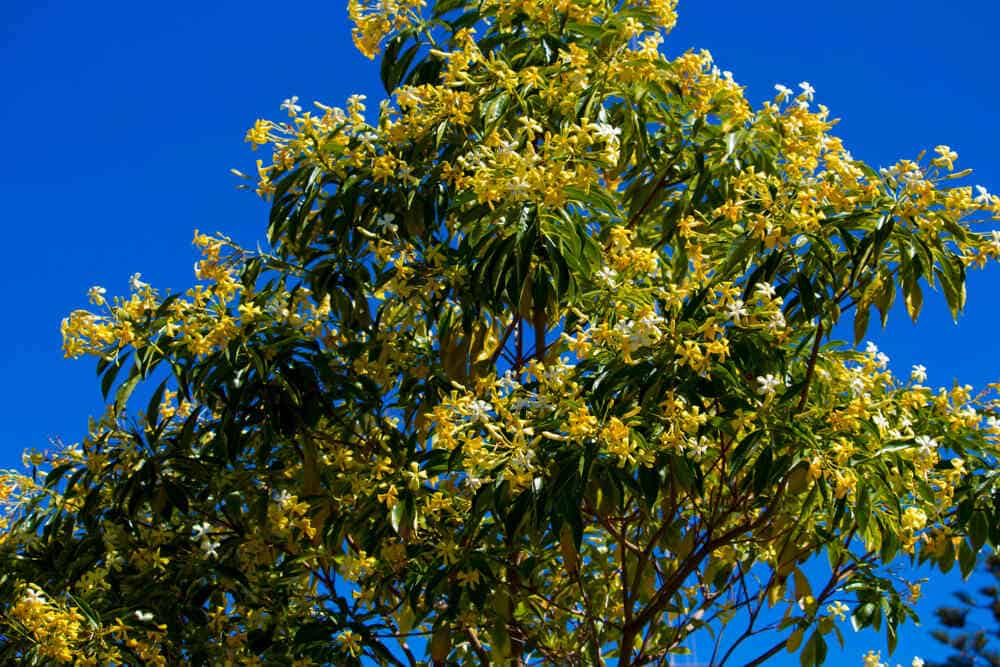 Australian native Frangipani tree